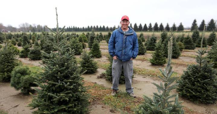 Tariffs on artificial Christmas trees dampen holiday cheer, but fresh tree sellers could benefit
