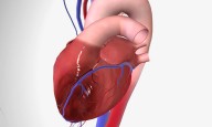 Valvular heart disease common in cancer patients but interventions improve survival, suggests study