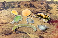 Meet the weird, wonderful creatures that live in Australia’s desert water holes. They might not be there much longer