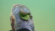 A Snorkeler in Nova Scotia Thought This Was a Leaf, but It Was Something Far Weirder