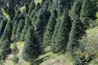 Estado de México ocupa primer lugar a nivel nacional en producción de árboles naturales de Navidad