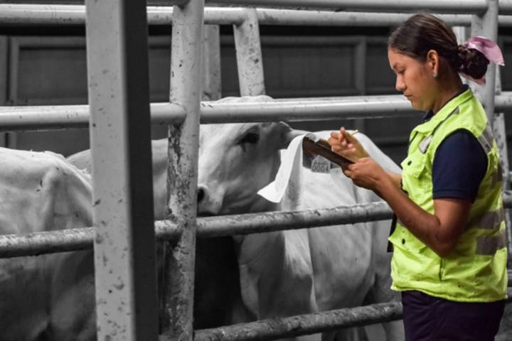 México activa emergencia nacional ante avance del gusano barrenador; refuerzan operativo en todo el país