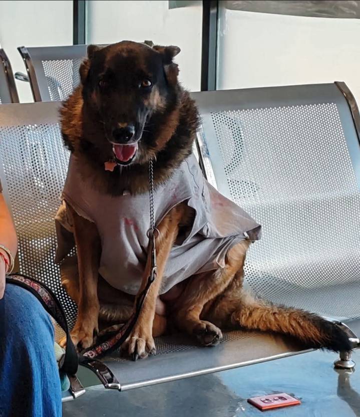 Recomienda Alcalde Carlos Peña Ortiz cuidado de mascotas por temporada invernal