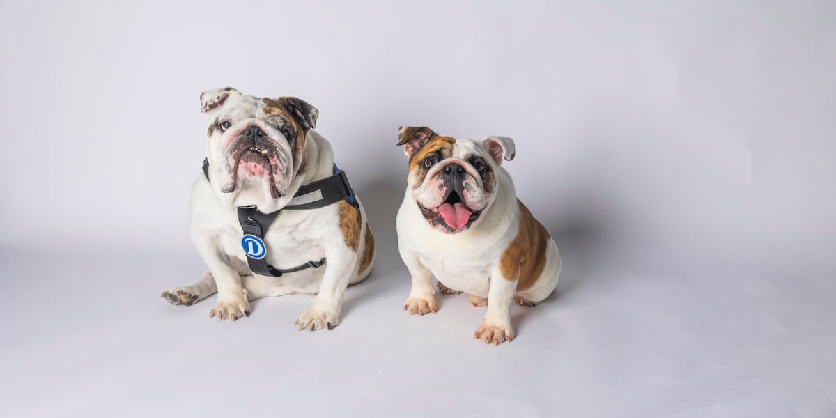 Drake University introduces its next live mascot