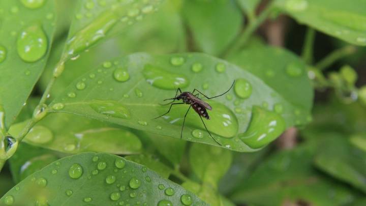 La planta que crece todo el año y espanta mosquitos este verano sin tener que usar espirales