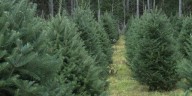 NY produces nearly 300,000 Christmas trees annually