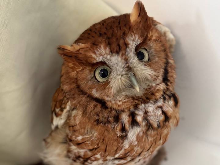 Screech owl makes surprise appearance in someone’s bathroom