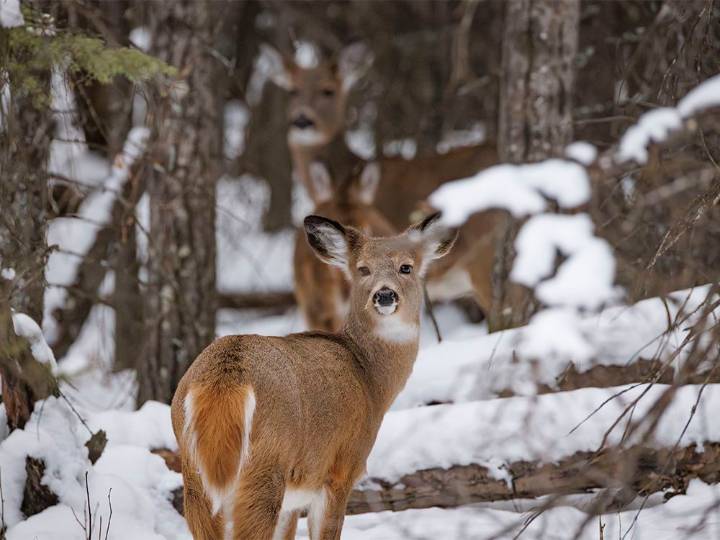 On the Road: Strange whitetails