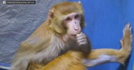 Escaped lab monkey finds new home at New Jersey animal rescue