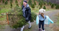 'A family tradition': Cut your own, at Wilkerson Christmas Tree Farm, in Lincoln County
