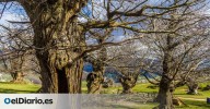 El Habario: un castañar histórico en Cantabria formado por árboles centenarios de formas imposibles
