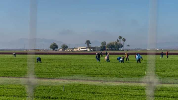 Yuma farmers weigh in on pesticide use