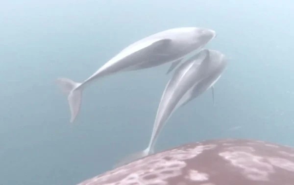 Video.- Las orcas encuentran un “amigo inesperado“ en los delfines