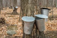 Mahoning County maple syrup, tree tapping workshop