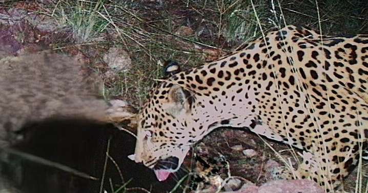 Jaguar spotted at watering hole in Arizona, 5th endangered cat seen in area over last 15 years