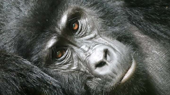 Track gorillas in Uganda with the people who protect them