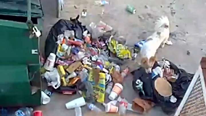 West Side business calls for city support amid persistent trash, damage