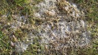 The Simple Lawn Care Tip That Prevents Snow Mold During Winter