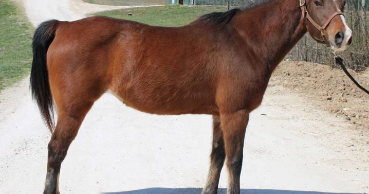 Meet our pets of the week: 2 pit bull mixes and an Arabian horse