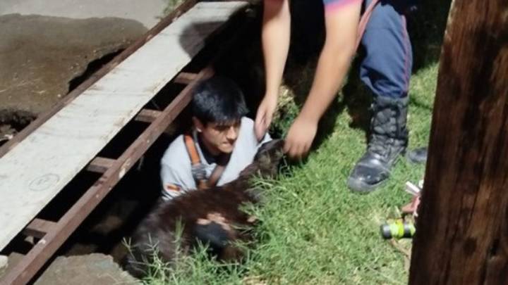 Lograron rescatar a un perro que cayó a una fosa séptica en Santa Rosa
