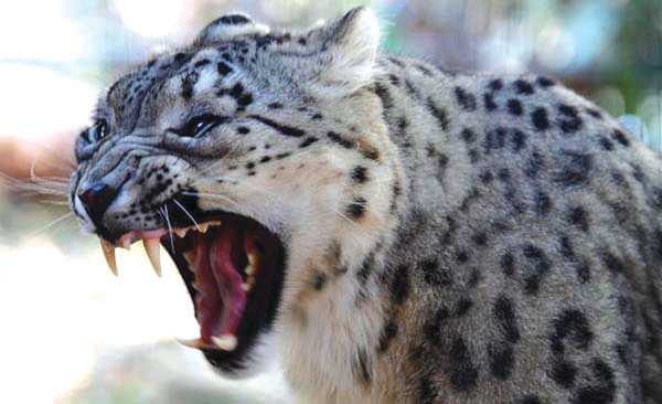 North Kashmir: Leopard Attack Leaves Minor Girl Injured