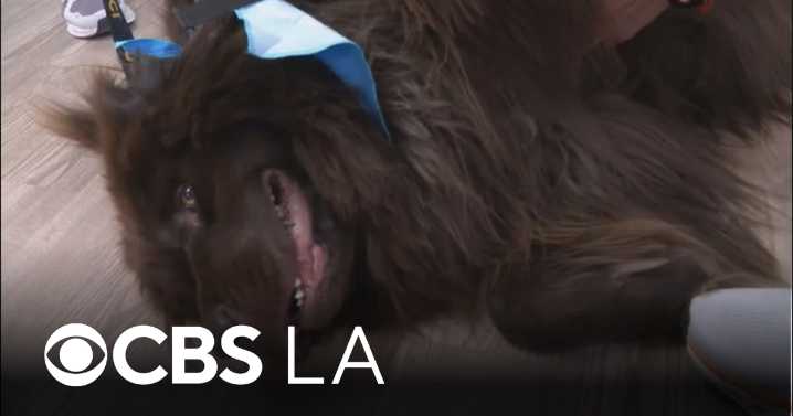 UC Irvine hospital to have new "paw patrol" of therapy dogs to help patients