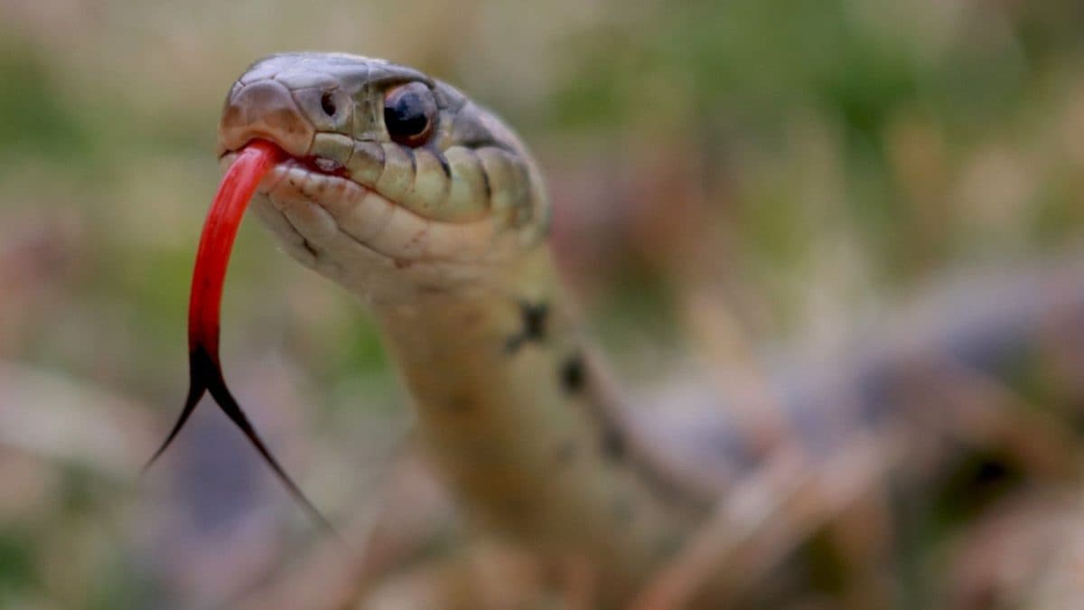 Curious Why Snakes Enter Homes In Winter? These Common Plants Might Be The Reason