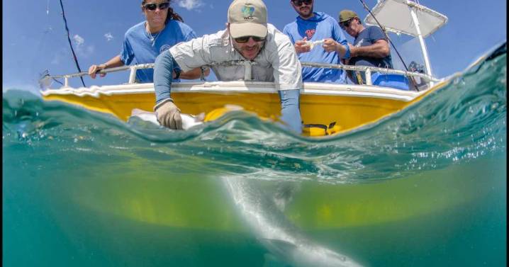 Histórico avance para la protección de tiburones del mar Argentino: «Es una medida que celebramos»