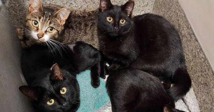 Heartbreaking appeal as cats found in cardboard box in South London