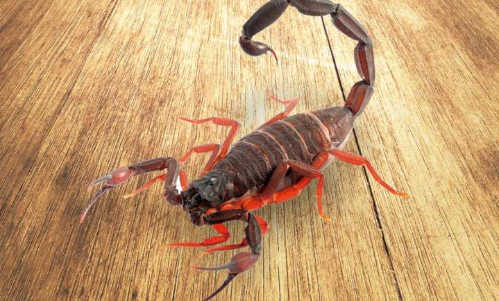 Revela estudio que veneno de escorpión combatiría el cáncer de mama
