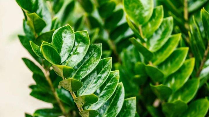 Tres plantas de interior que sobreviven al extremo calor y no requieren muchos cuidados