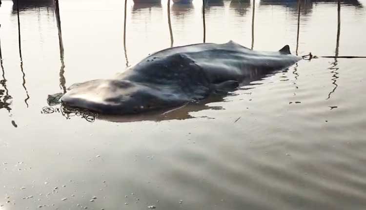 30-Feet Long Whale Shark Found Dead On Balasore Beach, Leaves Village In Awe