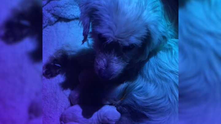 Texas Stray Approaches A Rescuer And Leaves Her Speechless With An Unexpected Twist