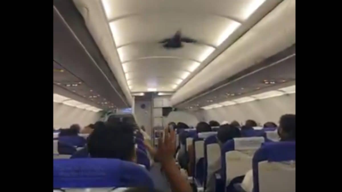 'A Surprise Guest': Pigeon Enters Bengaluru–Vadodara IndiGo Flight Before Take