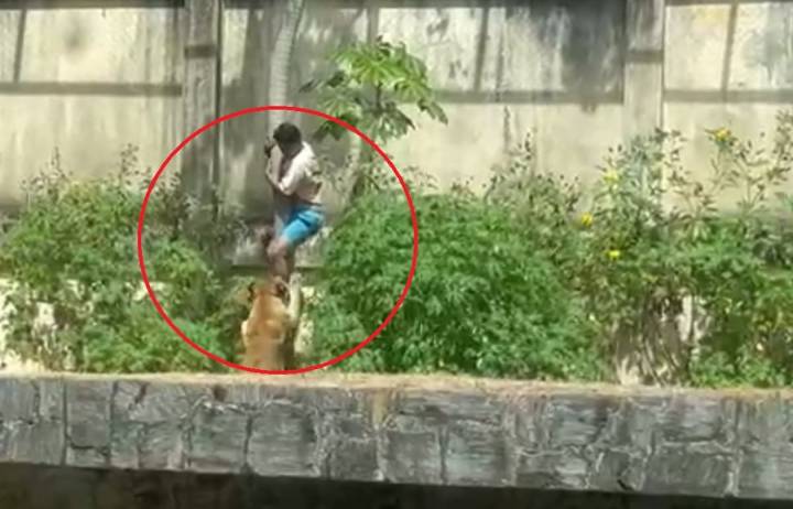 Tragedia en Brasil. Un joven de 19 años se metió en la jaula de una leona, que lo atacó y lo mató