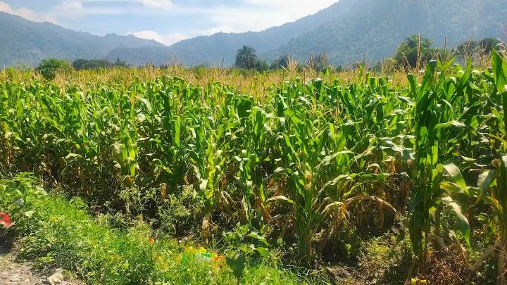 Advierten colapso inminente del campo en la región de Orizaba