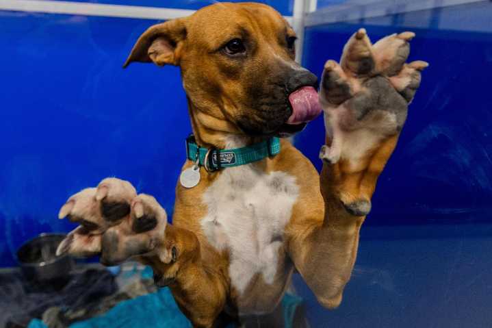 Think twice before giving someone this ‘long-term commitment’ for Christmas