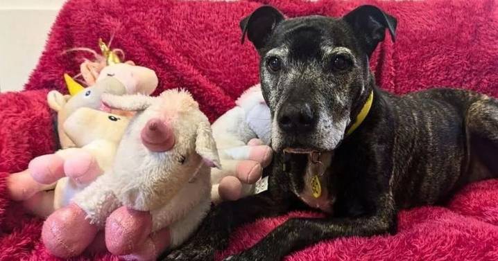 "Sweet-natured" dog who spent 580 days at West Lothian kennels adopted before Christmas