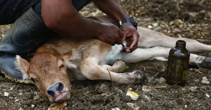 Activa Sader dispositivo nacional de emergencia para erradicar el gusano barrenador