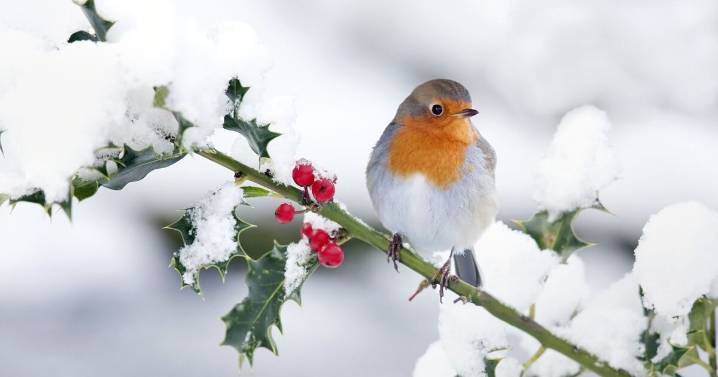 How to help robins survive white Christmas 'disaster' with garden decor