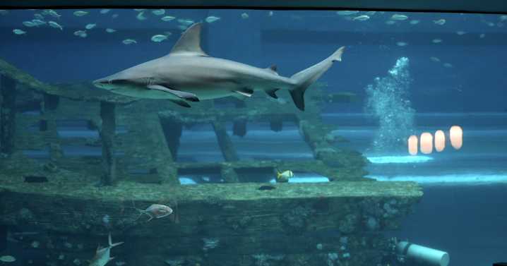 Texas State Aquarium prepares to open Ocean Odyssey Children's Discovery Center