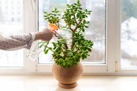 9 Longest-Living Indoor Plants That Thrive With Minimal Care