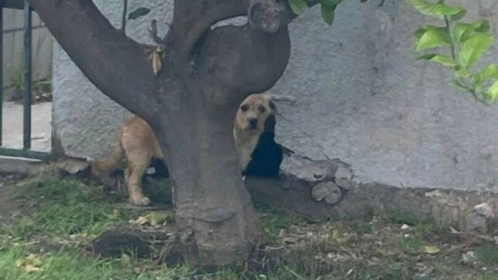 California Resident Spots A Hidden Figure Under A Foundation And Freezes At The Sight
