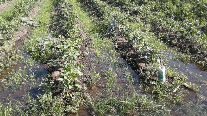 Ley Nacional de Aguas: Agrónomos prevén afectaciones al campo y pequeños productores