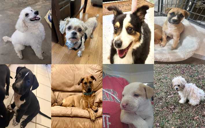 Midlands Pup Shots! December 1