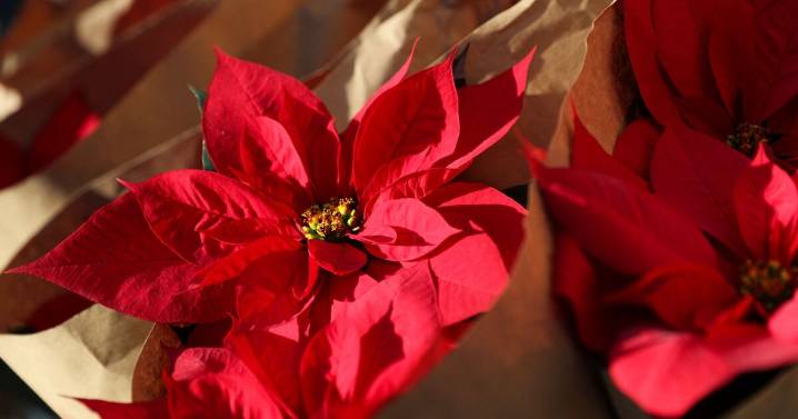 8 de diciembre: ¿por qué se celebra hoy el Día Nacional de la Nochebuena?