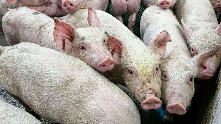 Las 55 granjas ubicadas en el radio del brote de peste porcina dan negativo