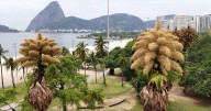 Decades-old palm trees in Rio de Janeiro flower for the first — and only — time