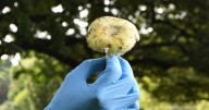 What to know about death cap mushrooms, blamed for poisonings in California