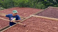 Río Caribe se prepara para el Festival del Cacao 2025 bajo el lema “Del Grano al Bombón”